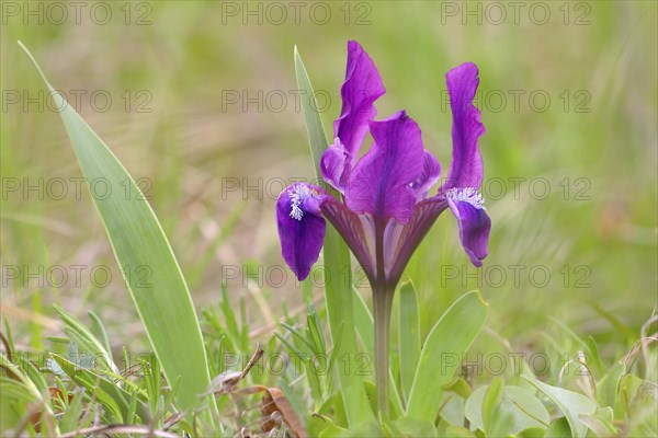 European dwarf iris