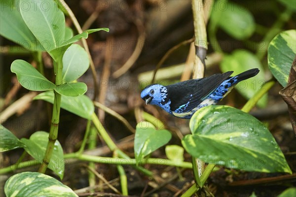 Turquoise tanager