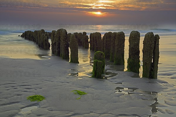 Algae-covered groynes at sunset on the beach of Rantum