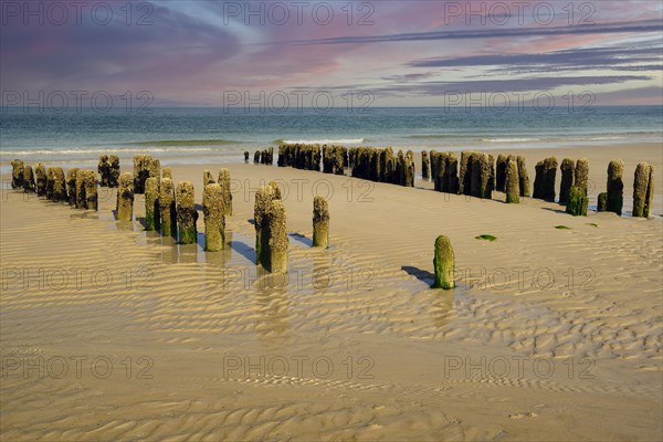 Algae-covered groynes in the evening at low tide