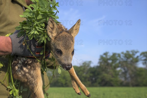 Fawn