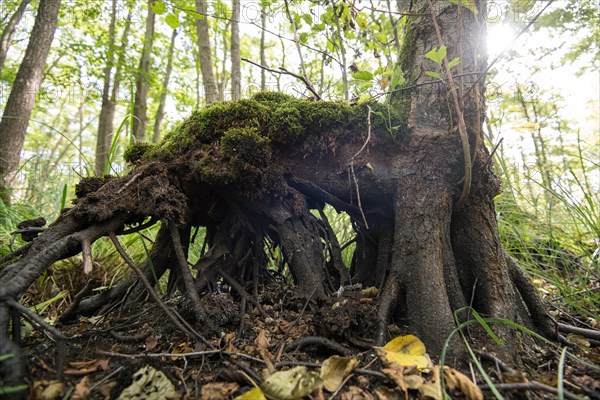 Mixed beech forest