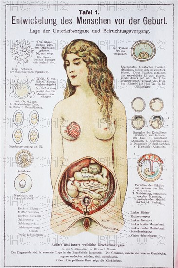 Entwicklung des Menschen vor der Geburt in der Frau