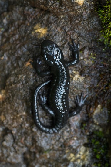 Alpine salamander