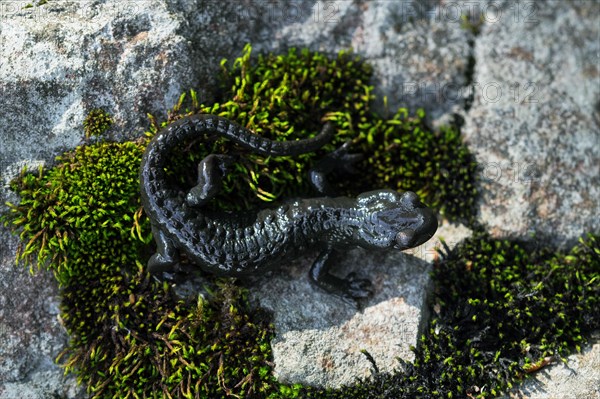 Alpine salamander