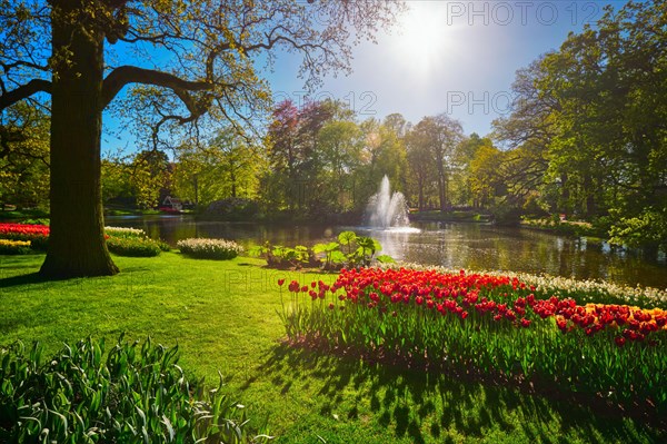 Keukenhof flower garden with blooming tulip flowerbeds. One of the world's largest flower gardens. Lisse