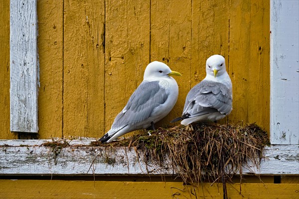 Seagulls couple two birds on nest against yellow wall. Lofoten islands