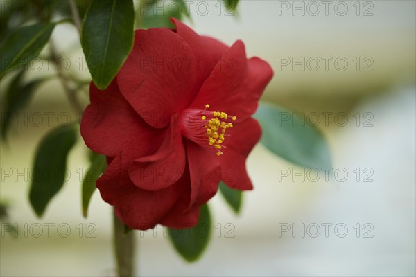 Camellia