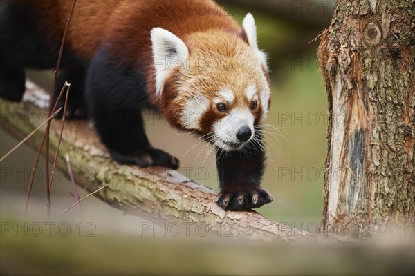 Red panda