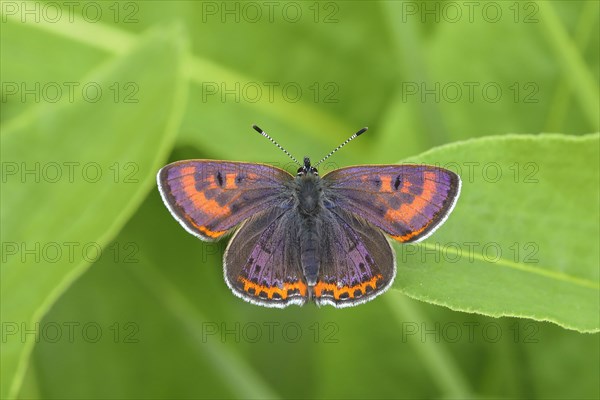 Blue iris fire butterfly