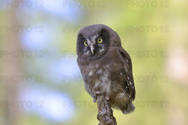 Tengmalm's Owl