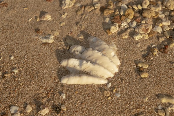 Close-up of the fossilized tridacna clam shell on a coral sand beach in the surf zone. Red Sea