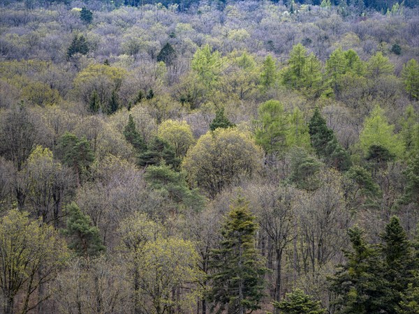 Baeume im Naturpark Schoenbuch bei Herrenberg