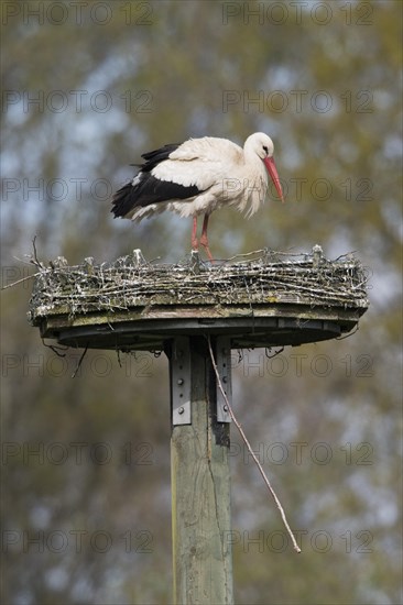 Weissstorch