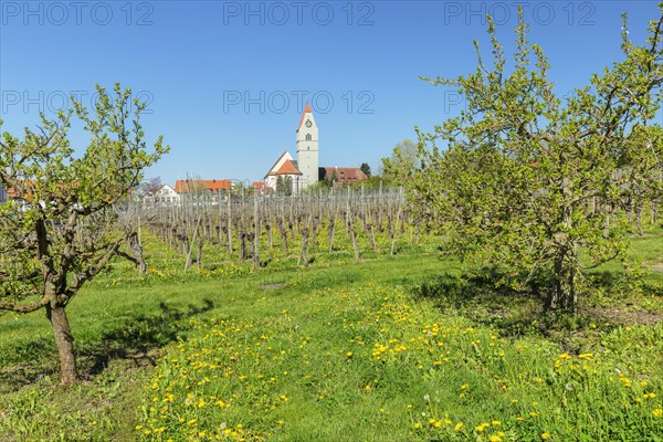 Fruit tree blossom in spring