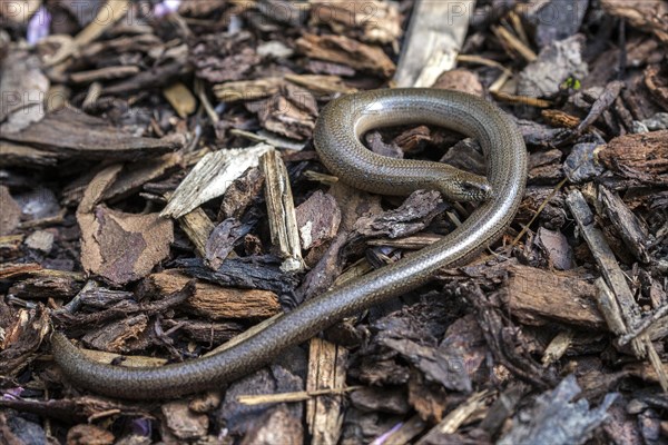 Slow worm