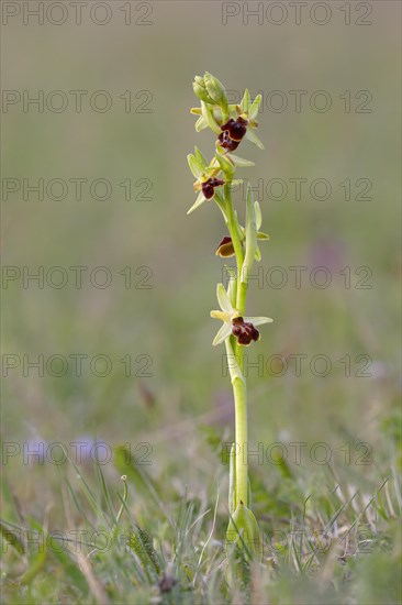 Small spiderwort