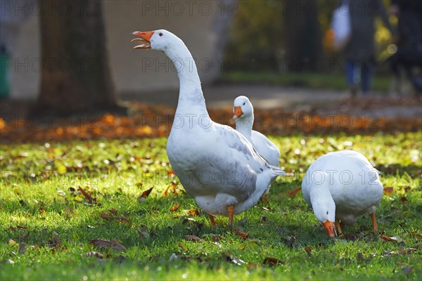 Domestic goose