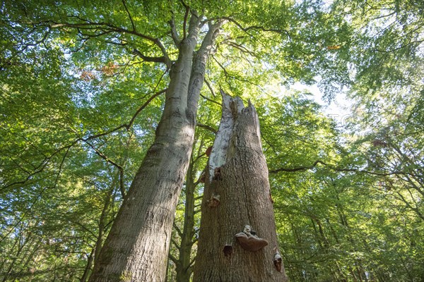 Standing deadwood in the Darss primeval forest