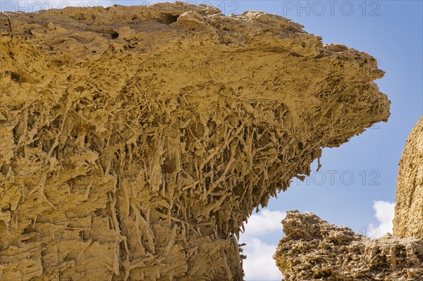 Fossilised mangrove roots