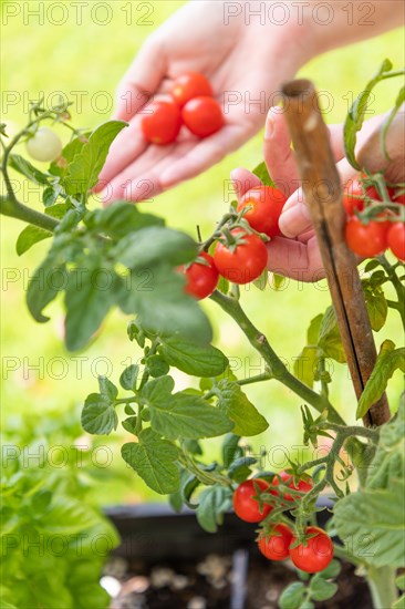 Woman picking ripe cherry tomatoes on the vine in the garden