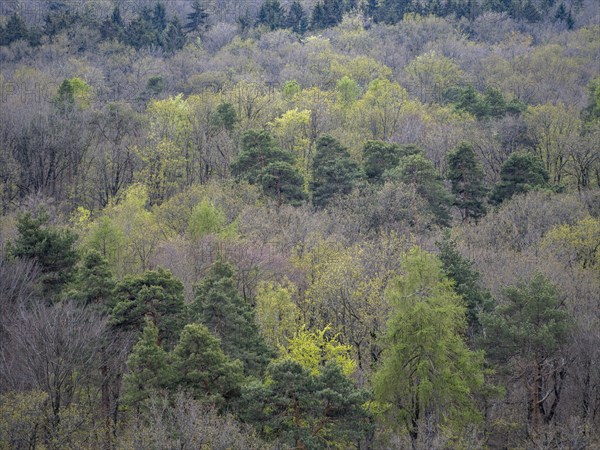 Baeume im Naturpark Schoenbuch bei Herrenberg