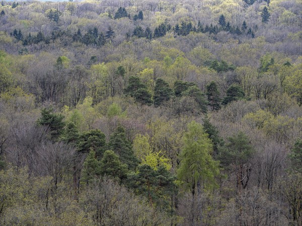 Baeume im Naturpark Schoenbuch bei Herrenberg