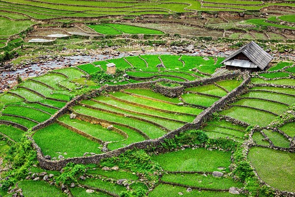 Farm shed in rice field terraces. Near Sapa