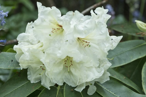 Rhododendrons