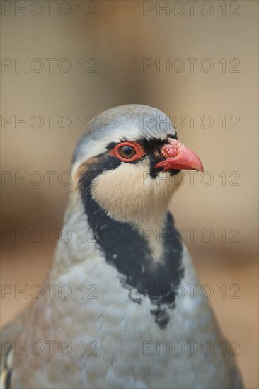 Common rock partridge