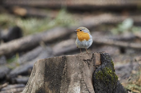 European robin