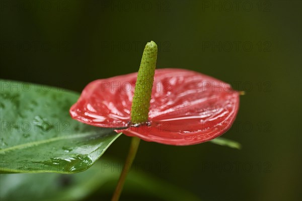 Flamingo flower