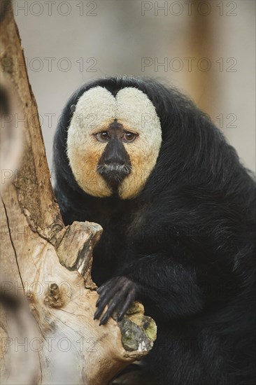 White-faced saki