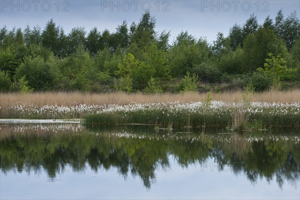 Common cottongrass