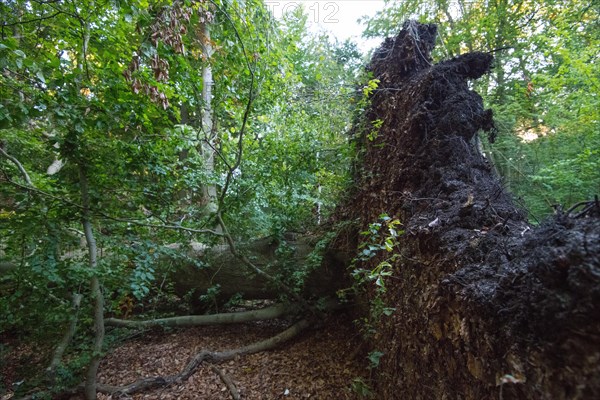 Root plate in the Darss primeval forest