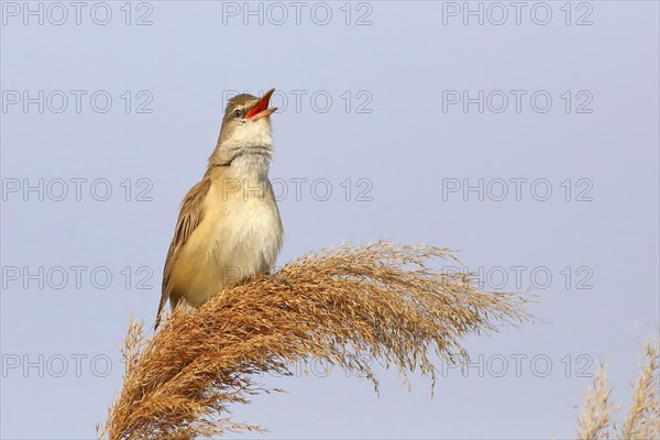 Great reed warbler