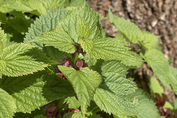 Large-flowered dead-nettle