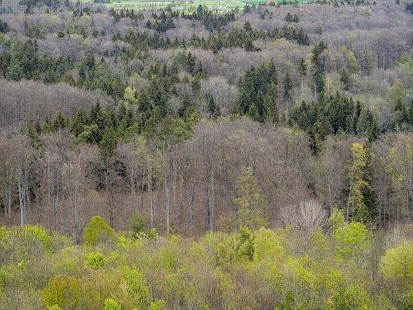 Baeume im Naturpark Schoenbuch bei Herrenberg