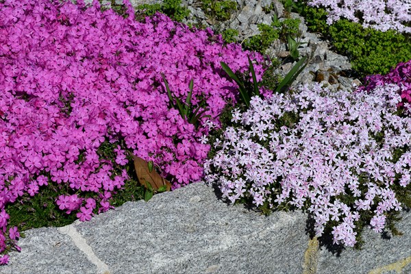 Bluehender Polsterphlox