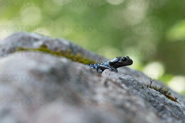 Alpine salamander