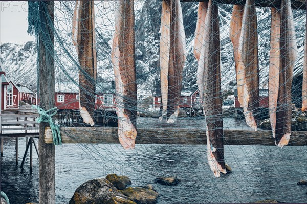 Drying stockfish cod in Nusfjord authentic traditional fishing village with traditional red rorbu houses in winter in Norwegian fjord. Lofoten islands