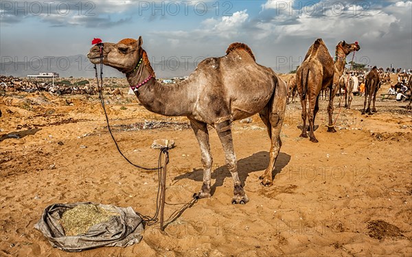 Panoramic image of camels at Pushkar Mela