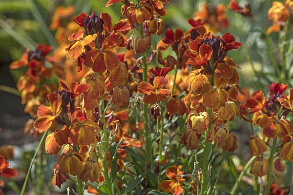 Flowering wallflower