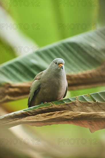 Croaking ground dove