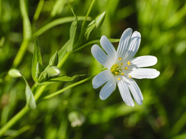 Flowering great greater stitchwort