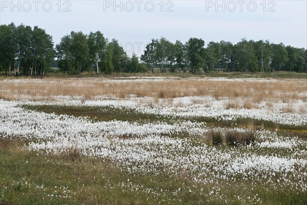 Common cottongrass