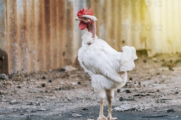 Beautiful breed rooster in the yard