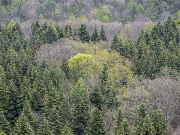 Baeume im Naturpark Schoenbuch bei Herrenberg