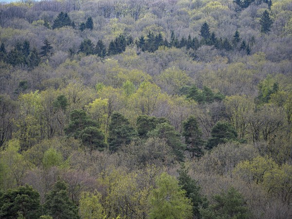 Baeume im Naturpark Schoenbuch bei Herrenberg