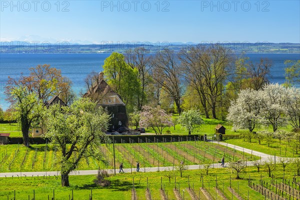 Hagnau on Lake Constance in spring